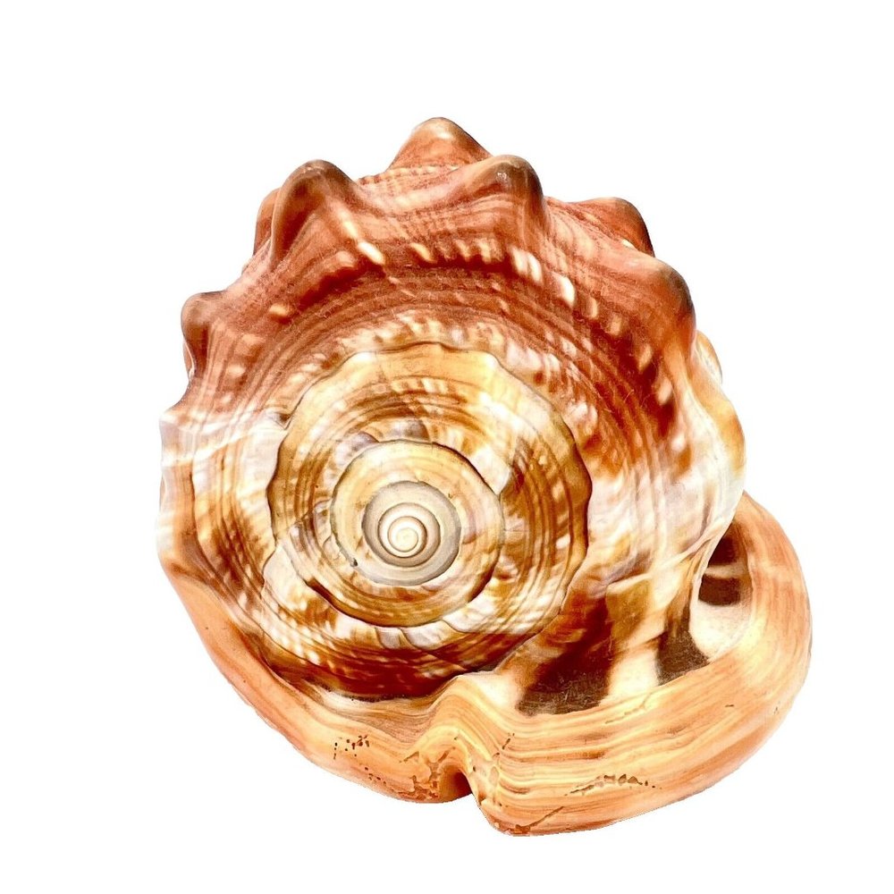 CASSIS RUFA Seashell Helmet Red Bull Mouth Cameo Conch 5.5" Coastal Gradma Beach - Picture 4 of 7